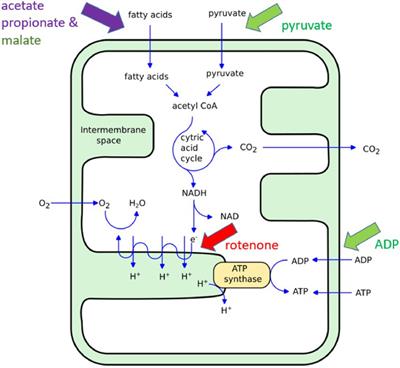 Mitochondrial nanomotion measured by optical microscopy